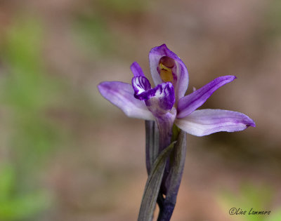 Violet limodore - Paarse aspergeorchis -  Limodorum abortivum