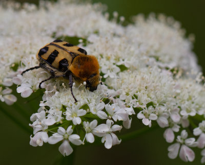Bee Beetle - Penseelkever - Trichius zonatus