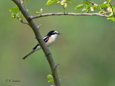 Masked Shrike - Maskerklauwier - Lanius nubicus__