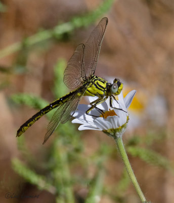 Yellow clubtail - Gele rombout - Gomphus simillimus