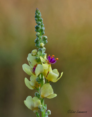 Dark Mullein - Zwarte toorts - Verbascum nigrum