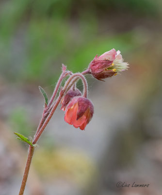 Water avens - Knikkend nagelkruid - Geum rivale