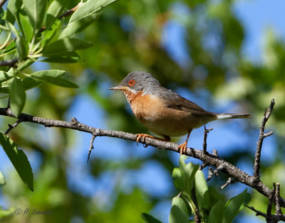  Birds France - Vogels Frankrijk 