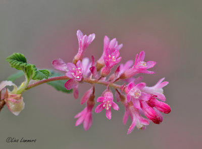 Rode Ribes  - Ribes sanguineum