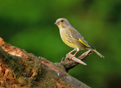 Groenling - European greenfinc - Chloris chloris