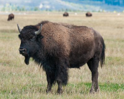 Bison_in_Yellowstone_National_park141091613.jpg