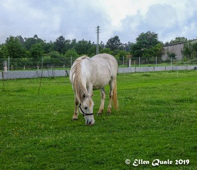 Horse_on_the_Camino_Frances4915.jpg