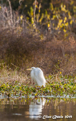 Kayak_6_Crane_Wednesday_AM3272.jpg