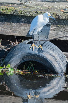 Snowy_Egret_New_Orleans2989.jpg