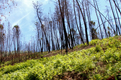 after the fire