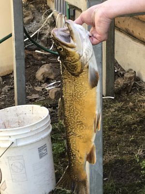 IMG_1964.jpeg