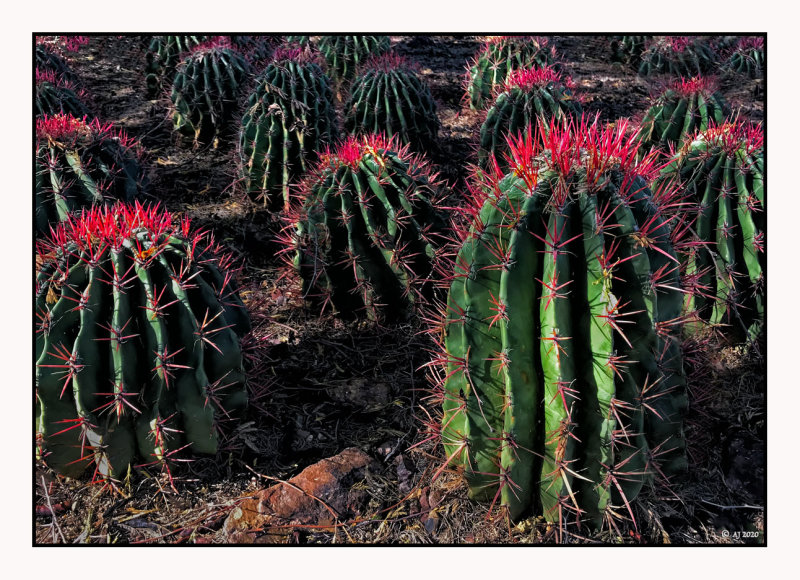 Red Cactus Galore...