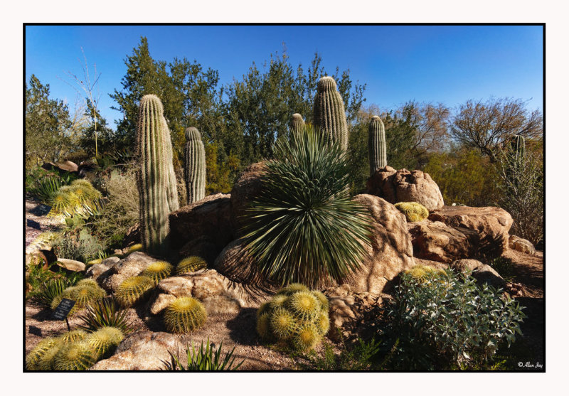 Desert Botanical Gardens... 