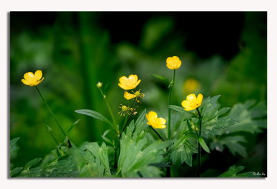 In My Backyard...