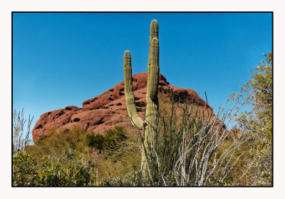 Desert Botanical Gardens... 