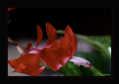 Red Bliss...