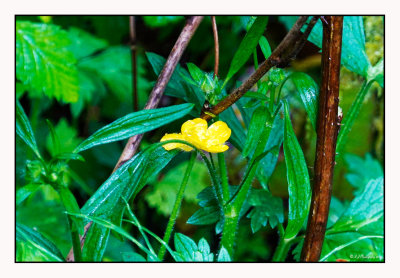 Yellow...