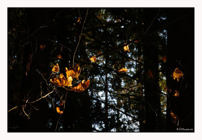 Splash of Light...
