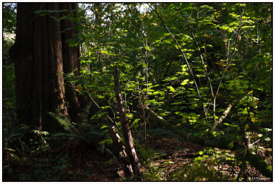 My Trail...