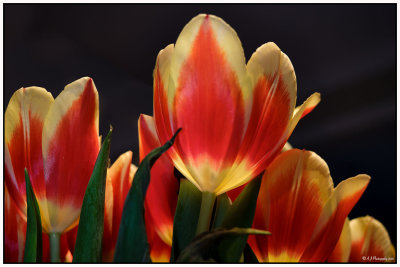 Standing Out...