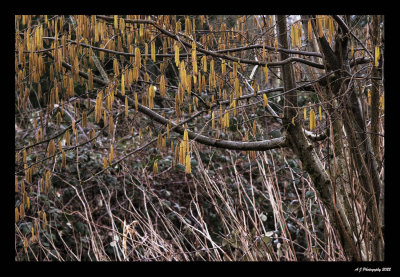 New Growth...