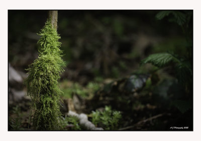 Rebirth of Nature...