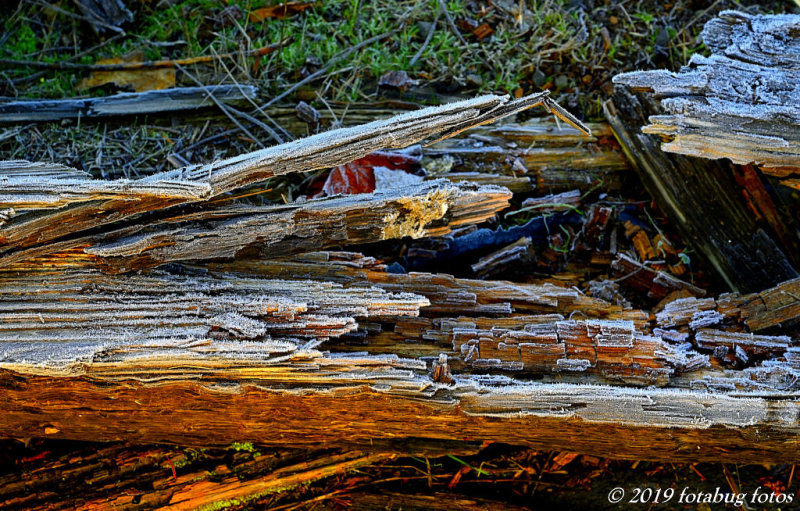 Decaying Log in Winter