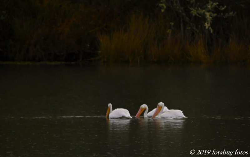 White Pelicans at Kirk Pond