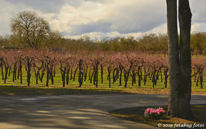 Color in the orchard