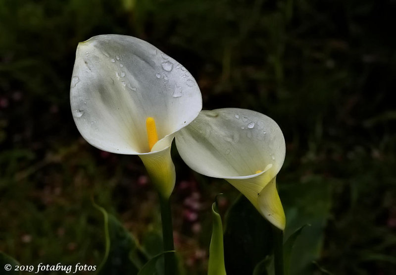 The Calla Lilies Are in Bloom Again!