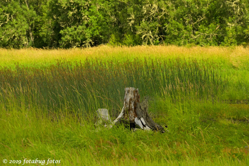 Stump in the Wetlands