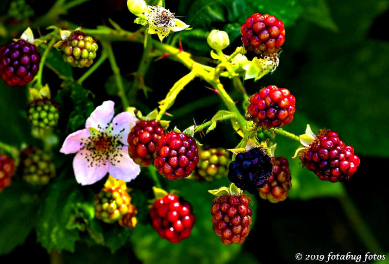 The Blackberries Are Coming Along