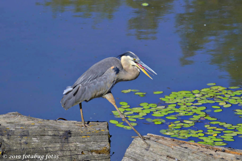 A Small Step For a Heron, a Big Step For a Man!