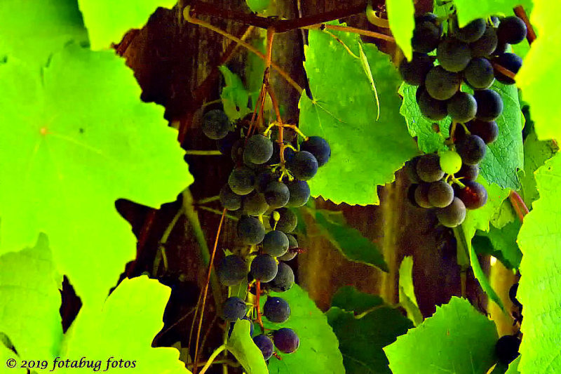 The Grapes Are Ready!