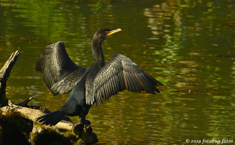 Just Had to Post One More Cormorant Picture!