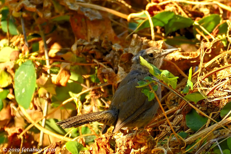 Hiding Among the Leaves