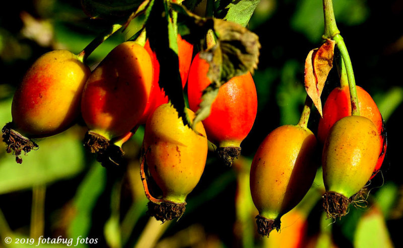 The Wonderful Rose Hip