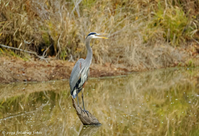 Great Blue Heron is Fitting!