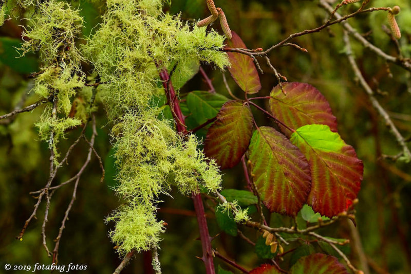 Lichen and Leaves