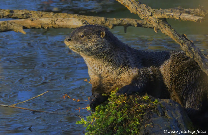 River Otter at Delta Ponds