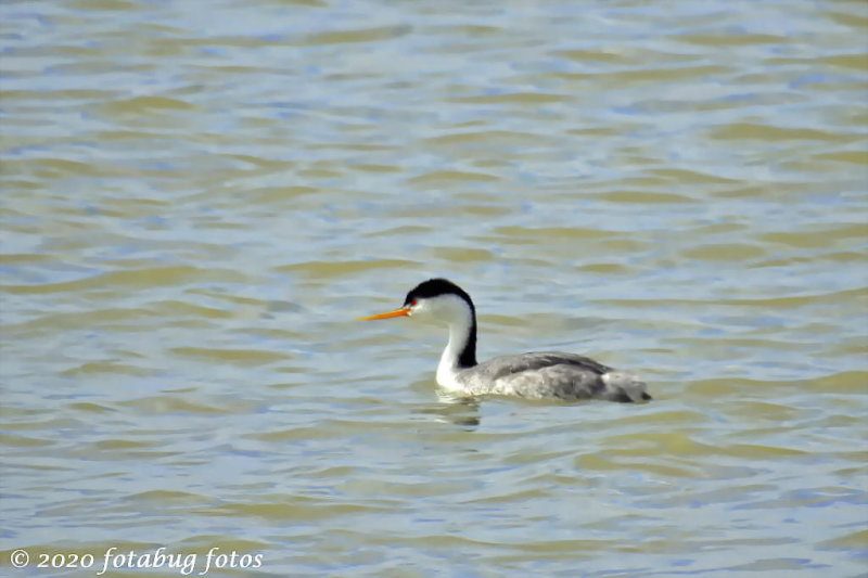 The Fascinating Western Grebe