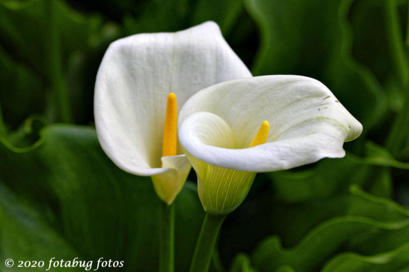 Calla Lily - Natural Beauty