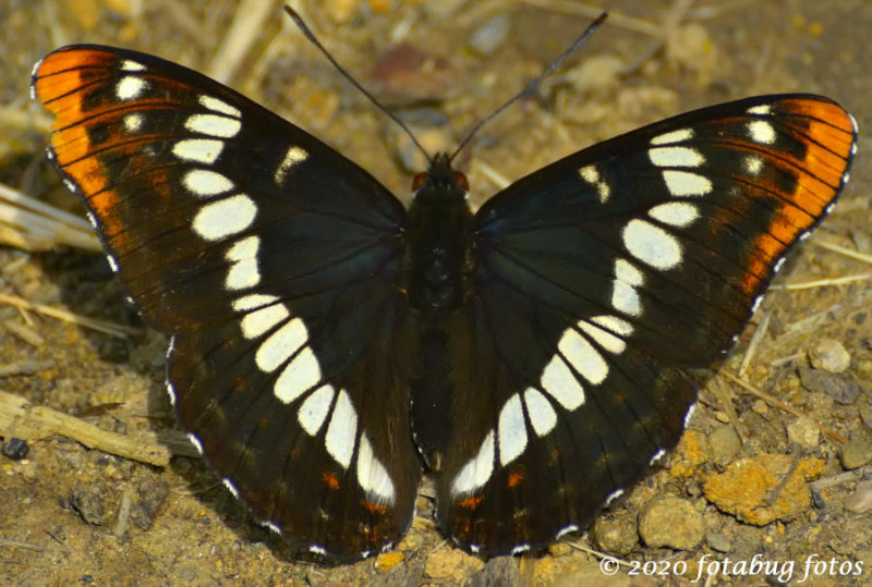 LORQUIN'S ADMIRAL BUTTERFLY