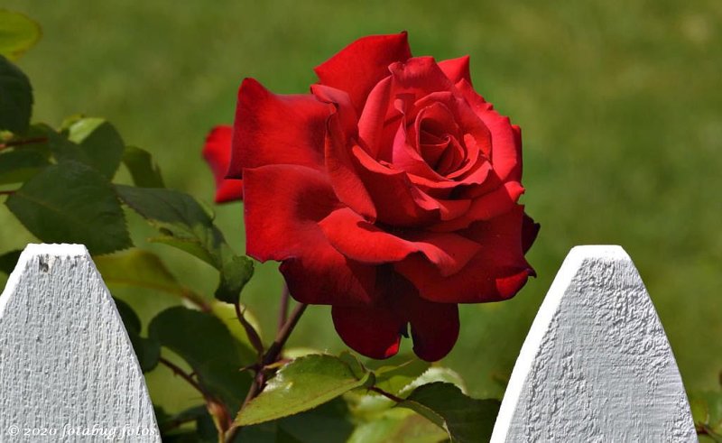 Carol's Beautiful Rose