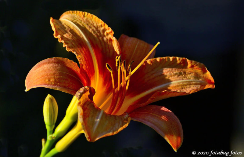 Daylily In Bright Sun