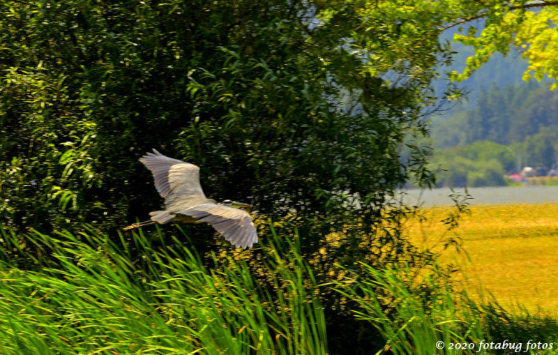 Great Blue Heron Near Fern Ridge Lake