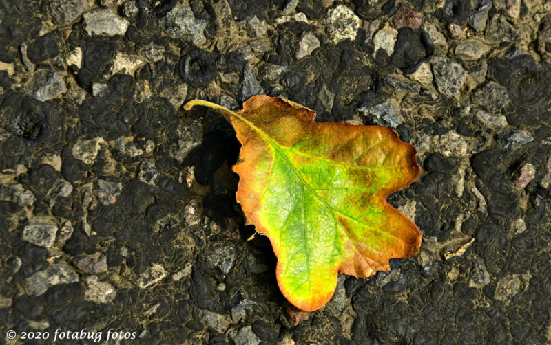 Finding Beauty in a Leaf