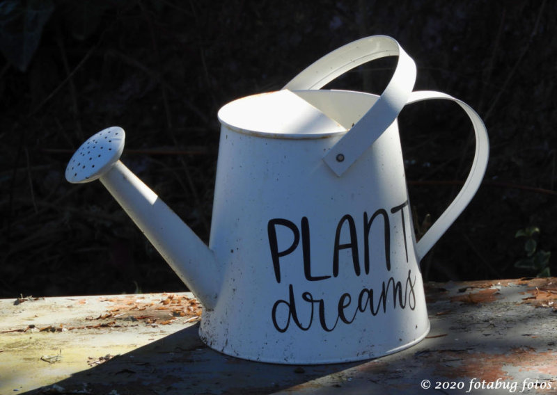 If You Want To Live A Dream, Plant One!