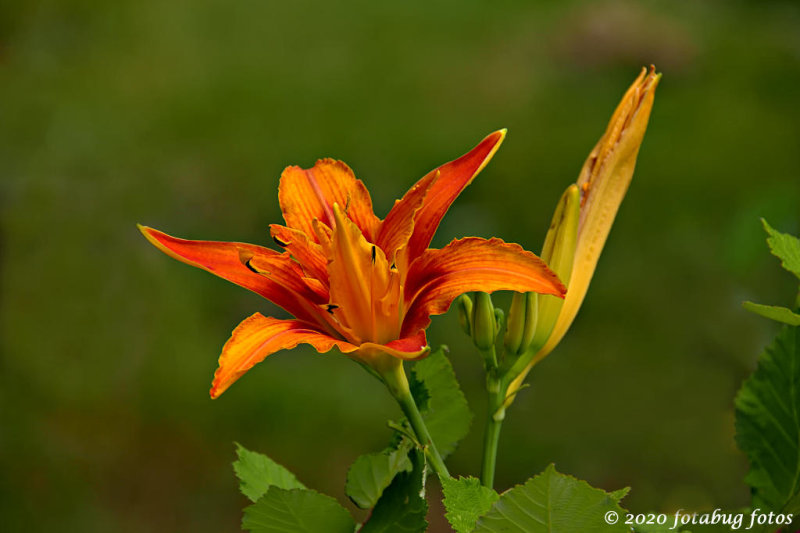 Day Lily of My Dreams