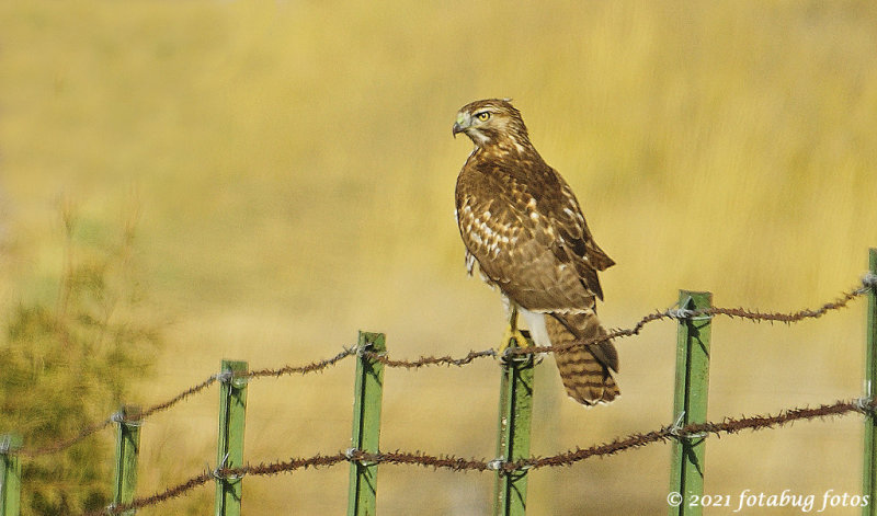 Red-shouldered Hawk